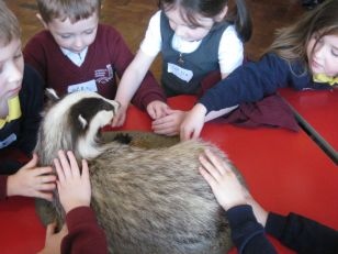 P1 Pupils St Patrick's PS /Edwards PS Learn all about wildlife.